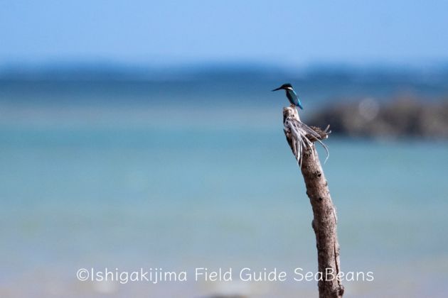 南国の海とカワセミ！！Common Kingfisher
