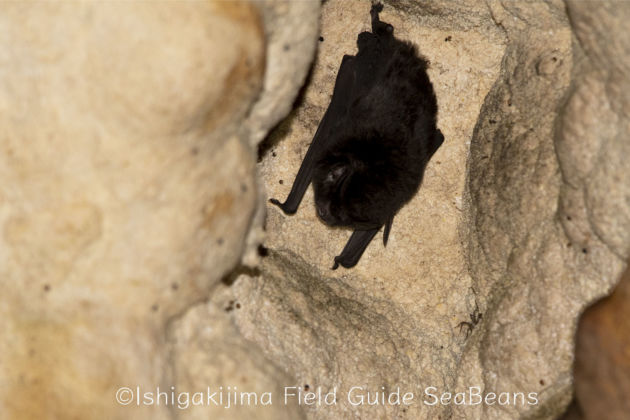 リュウキュウユビナガコウモリ。Southeast Asian Long-fingered Bat