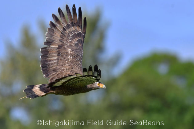 カンムリワシ飛翔、採餌、飛び付き！！Crested serpent eagle.