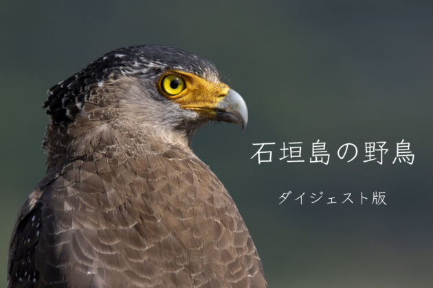 YouTube　石垣島の野鳥　ダイジェスト版