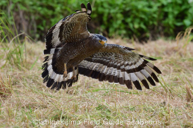 獲物を狙うカンムリワシ！！ Crested serpent eagle aiming for prey.