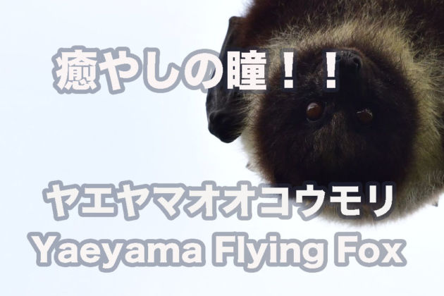 YouTube.癒やしの瞳！！ヤエヤマオオコウモリ YaeyamaFlying Fox .