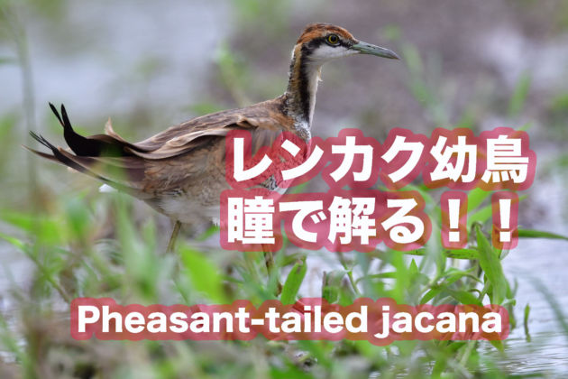 YouTube.レンカク幼鳥 Pheasant tailed jacana.