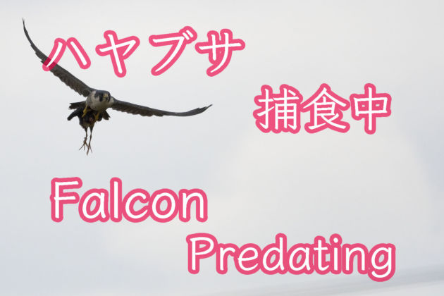 ハヤブサ 捕食中 Falcon Predating