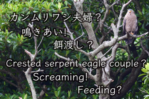 カンムリワシ餌渡し？ 鳴き合い Crested serpent eagle couple Screaming Feeding