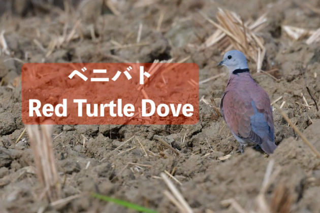 YouTube. ベニバト雄成鳥！！Red Turtle Dove.