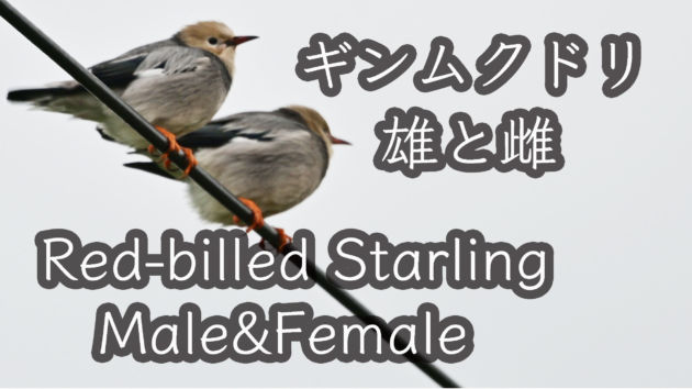 ギンムクドリ 雄と雌  Red billed Starling Male&Female