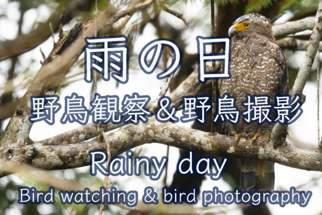 雨の日 野鳥観察 &野鳥撮影 Rainy day Bird watching & bird photography