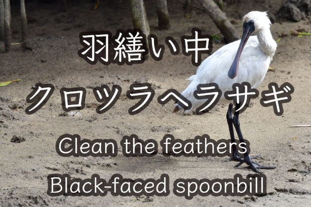 クロツラヘラサギ 羽繕い中  Black faced spoonbill Clean the feathers 4K Wild Birds
