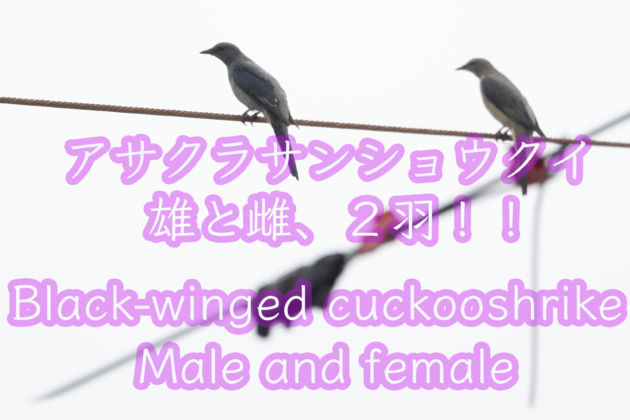 アサクラサンショウクイ２羽！！雄と雌。  Black winged cuckoo Male and female Wild Birds