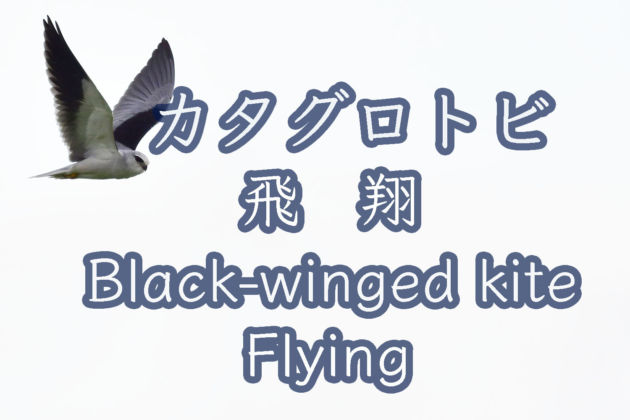 カタグロトビ 飛翔 Black winged kite Flying Wild birds 4K