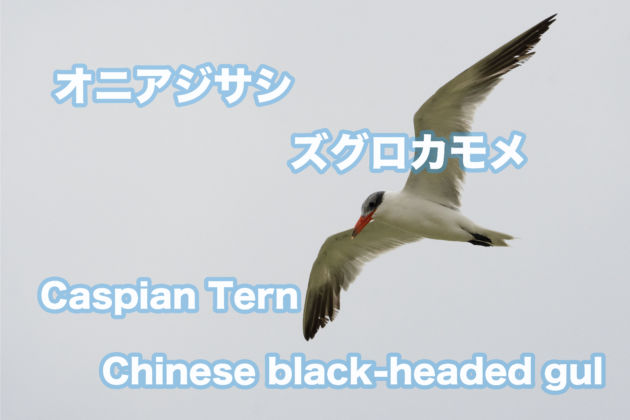 YouTube! オニアジサシ3羽とズグロカモメ。Caspian Tern＆Chinese black-headed gul.