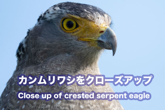 YouTube更新！！　カンムリワシをクローズアップ。Close up of crested serpent eagle .