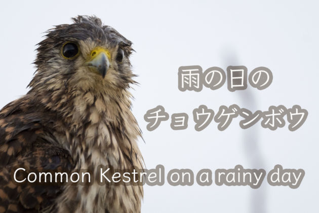 雨の日のチョウゲンボウ。Common Kestrel on a rainy day.