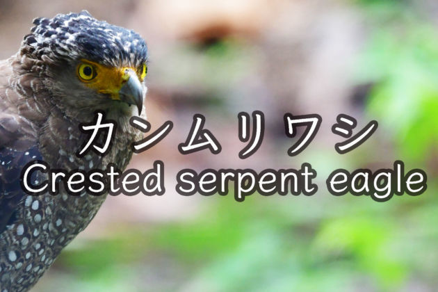 カンムリワシ 上半身だけの動画 Crested serpent eagle Only upper body