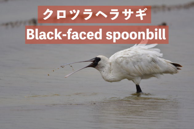 YouTube更新！！クロツラヘラサギ Black faced spoonbill.