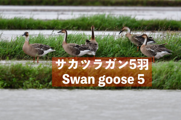YouTube.サカツラガン５羽滞在中！ Swan Goose.