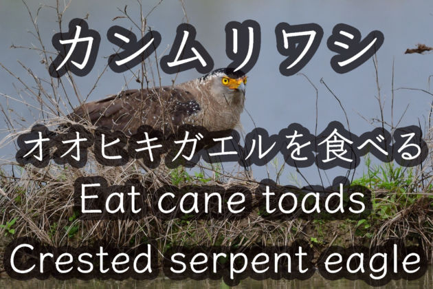 オオヒキガエルを食べるカンムリワシ。Crested serpent eagle Eat Cane Toads Wild Birds 4K