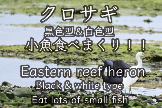 クロサギ 黒色型＆白色型 小魚食べまくり!! Eastern reef heron Black & white type Eat small fish
