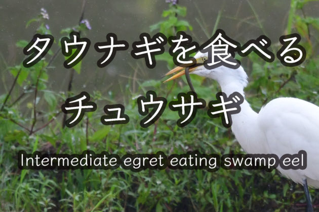 タウナギを食べるチュウサギ Intermediate egret eating swamp eel Wild Birds 4K