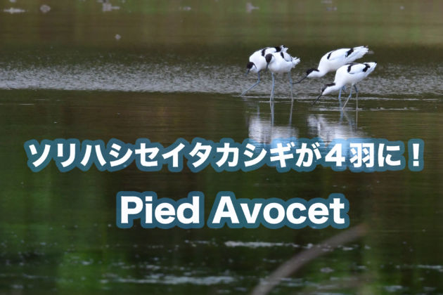 YouTube.ソリハシセイタカシギが４羽に！Pied Avocet.