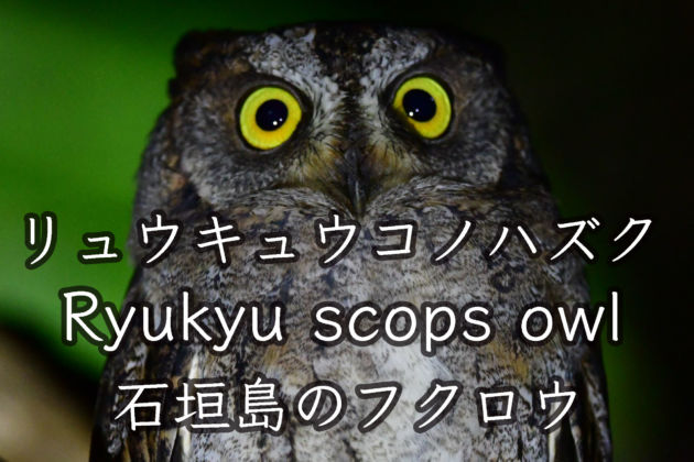 リュウキュウコノハズク 石垣島のフクロウの仲間 Ryukyu scops owl