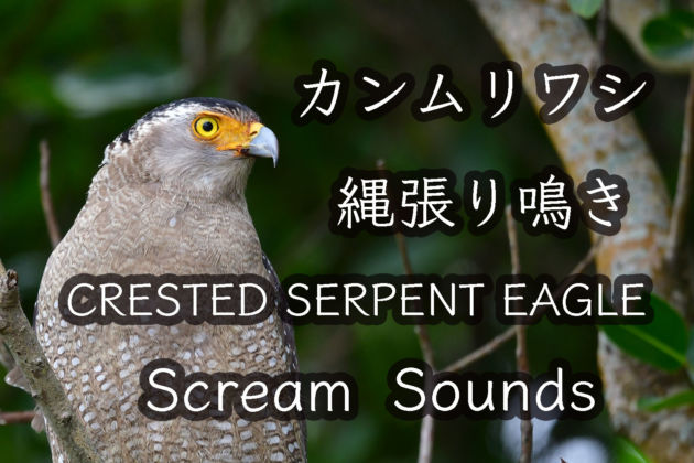 カンムリワシ 縄張り鳴き  CRESTED SERPENT EAGLE  SCREAM SOUNDS