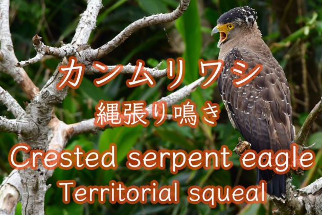 カンムリワシ 縄張り鳴き 4K Crested serpent eagle Territory squeal