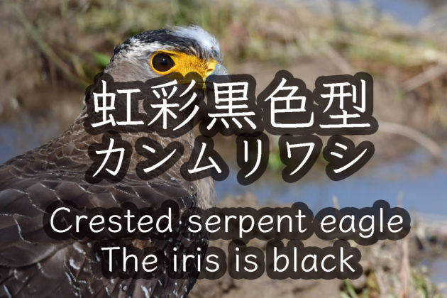 カンムリワシ虹彩黒色型　額の羽が抜けそうで抜けません！！Crested serpent eagle   The iris is black   WILD BIRDS 4K