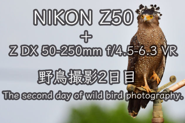 NIKON Z50＋Z DX 50 250mm f:4.5 6.3 VR 石垣島 野鳥撮影2日目