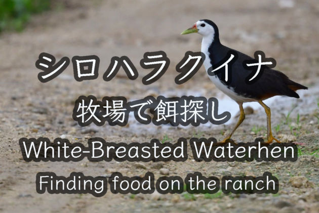 シロハラクイナ 牧場で餌探し中 White Breasted Waterhen Finding food on the ranch