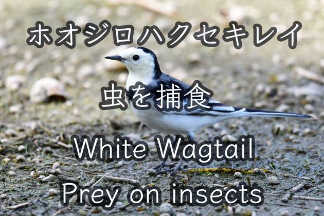 ホオジロハクセキレイ 虫を捕食 。White Wagtail. Prey on insects Wild Birds .