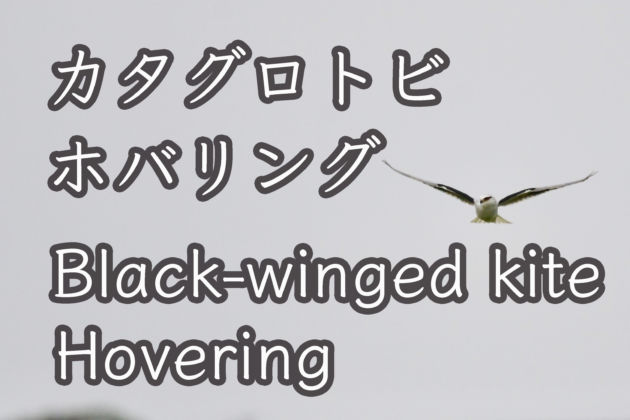 カタグロトビ ホバリング Black winged kite Hovering
