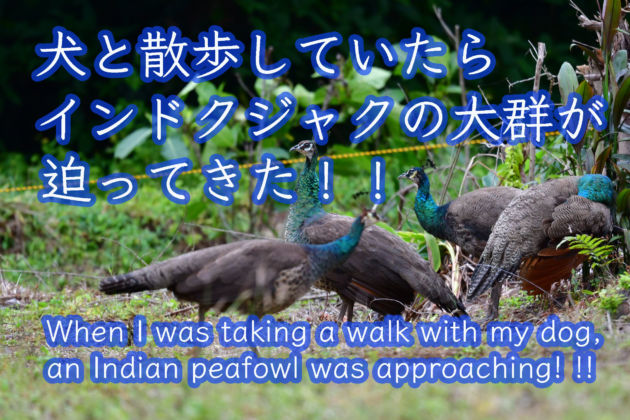 犬と散歩していたら、インドクジャクの大群が迫って来た！When I was taking a walk with my dog, an Indian peafowl was approaching!