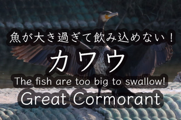 カワウ 魚が大きすぎて飲み込めない！Great Cormorant The fish are too big to swallow!