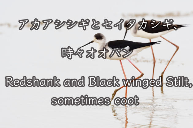 アカアシシギとセイタカシギ、時々オオバン Redshank and Black winged Stilt, sometimes coot