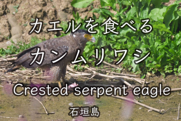 【カエルを食べる】カンムリワシ Crested serpent eagle
