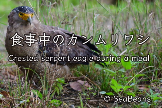 カンムリワシ捕食中 会話入! Crested serpent eagle during a meal Conversation!