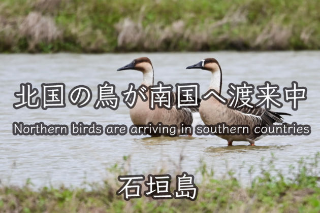 北国の鳥が南国へ渡来中 Northern birds are arriving in southern countries