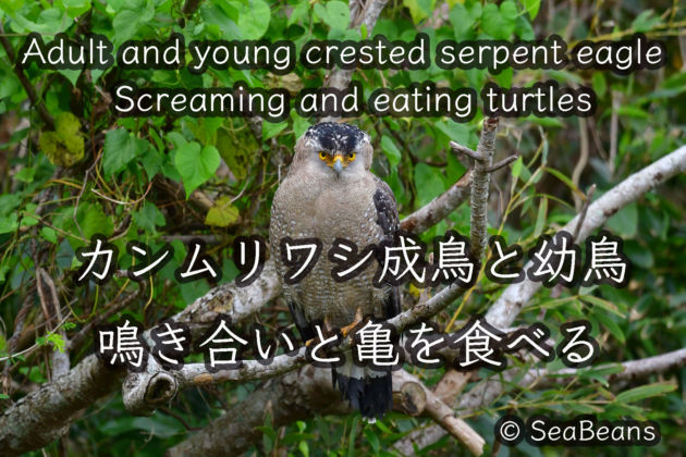 カンムリワシ成鳥と幼鳥＆ 鳴き合いと亀を食べる！Adult and young crested serpent eagle＆ Screaming and eating turtles！