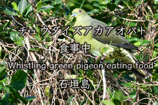 食事中のチュウダイズアカアオバト  Whistling green pigeon eating food