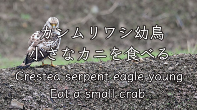 カンムリワシ 幼鳥 小さなカニを食べる。 Crested serpent eagle young Eat a small crab