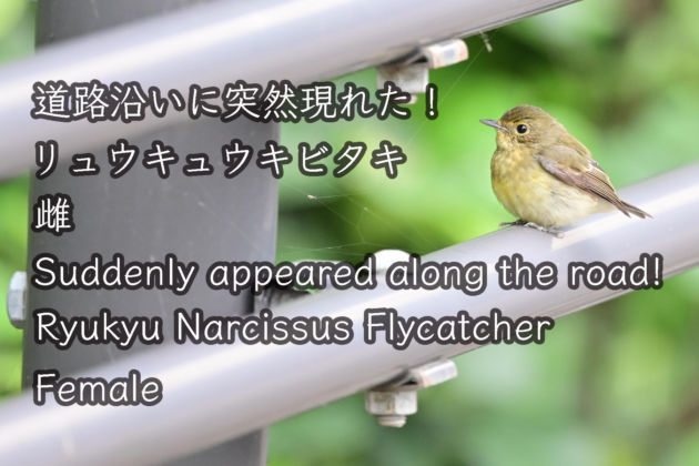 道路沿いにと突然現れたリュウキュウキビタキ 雌 Suddenly appeared along the road! Ryukyu Narcissus Flycatcher female