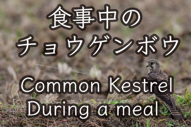 食事中のチョウゲンボウ During a meal Common Kestrel