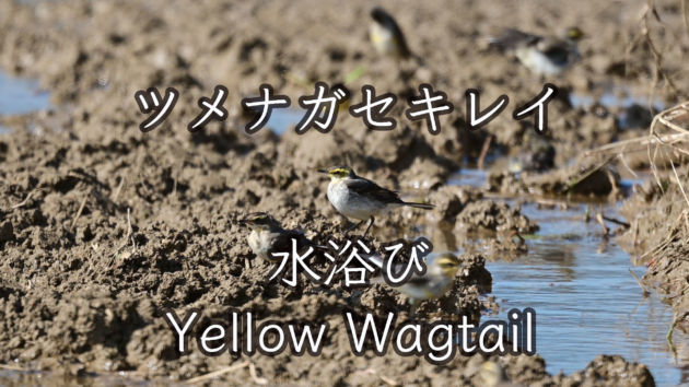【水浴び】ツメナガセキレイ Yellow Wagtail