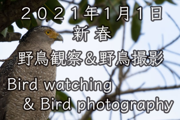 ２０２１年 新春 野鳥観察＆野鳥撮影 Bird watching & bird photography 4K