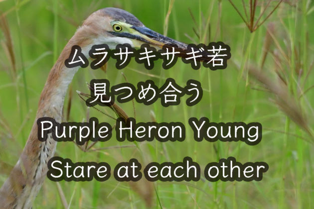 ムラサキサギ若と見つめ合う！ Staring at the purple heron young!