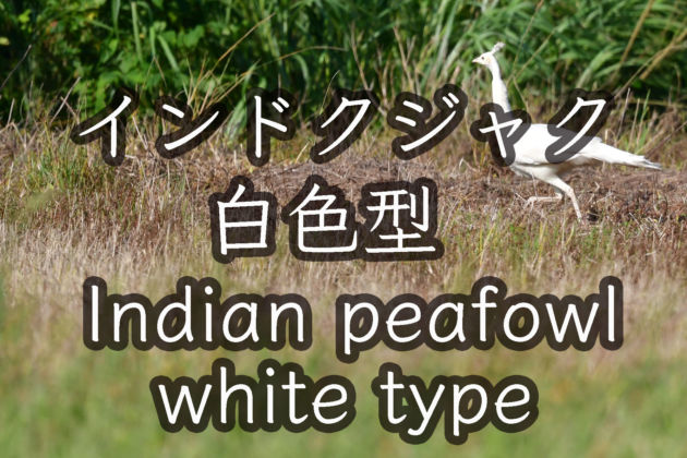 インドクジャク 白色型 Indian peafowl white type