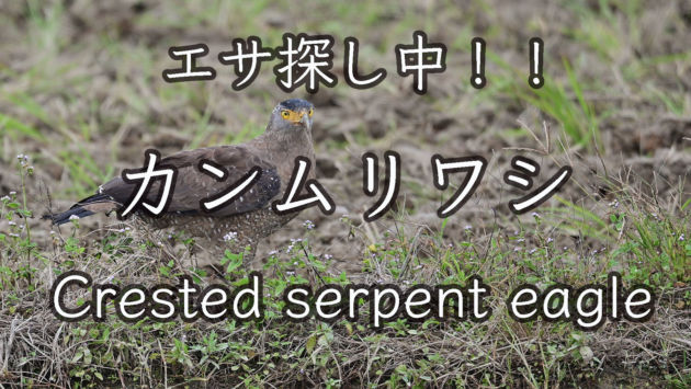 【捕食】カンムリワシ餌探し中 Crested serpent eagle