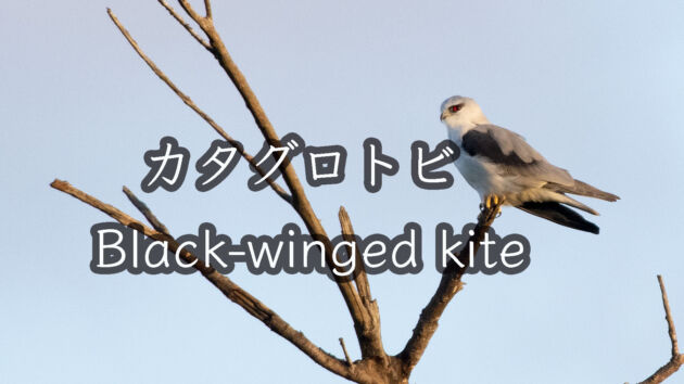【カッコいい猛禽】カタグロトビ Black winged kite ２羽止まり、夕焼けが綺麗でした。